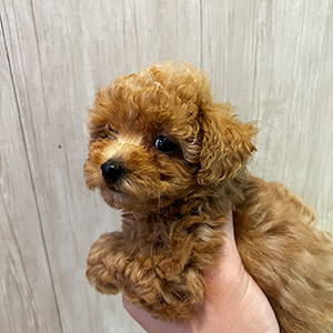 提携ブリーダーさんからのご紹介です。ウルウルなお目目に釘付けです | NO.09754 6枚目