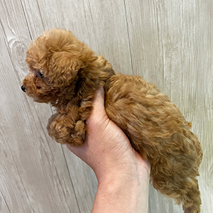 提携ブリーダーさんからのご紹介です。ウルウルなお目目に釘付けです | NO.09754 7枚目