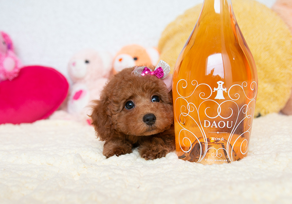 のんびりプードルのレッドちゃん！お腹をナデナデしてあげてください！ | NO.09770 2枚目