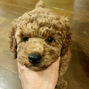 提携ブリーダーさんからのご紹介です！BIGサイズを求める方へ | NO.09841 1枚目