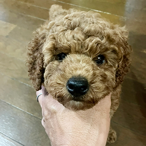 提携ブリーダーさんからのご紹介です！BIGサイズを求める方へ | NO.09841 2枚目