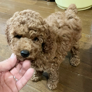 提携ブリーダーさんからのご紹介です！BIGサイズを求める方へ | NO.09841 3枚目