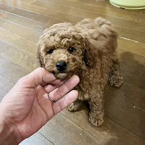 提携ブリーダーさんからのご紹介です！BIGサイズを求める方へ | NO.09841 4枚目