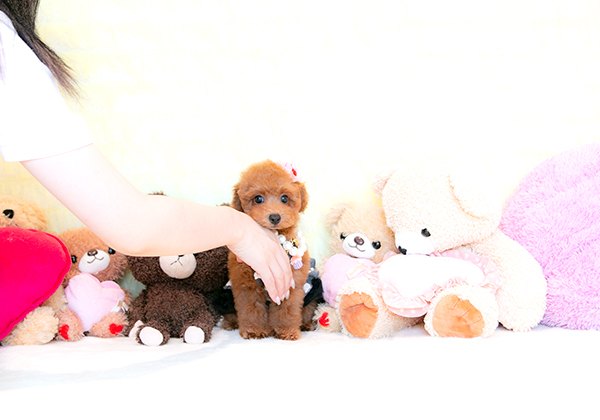 タイニーサイズ予想のレッドで可愛いプードルちゃんのご紹介！ | NO.09868 4枚目