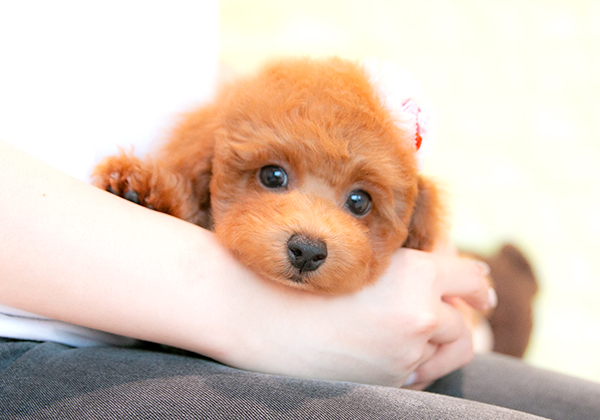 タイニーサイズ予想のレッドで可愛いプードルちゃんのご紹介！ | NO.09868 8枚目