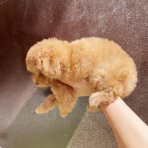 提携ブリーダーさんからの紹介です！モサモサくんが登場です！ | NO.09898 1枚目