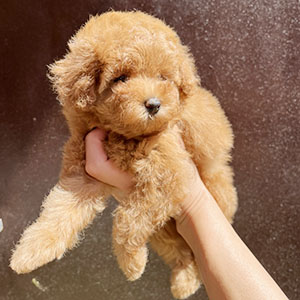 提携ブリーダーさんからの紹介です！モサモサくんが登場です！ | NO.09898 3枚目