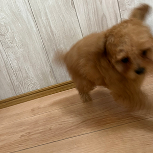 まんまるムチムチコロコロのプードルちゃんのご紹介です！ | NO.09953 4枚目