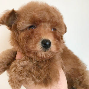 ふわふわレッドのこぐまプードルちゃんのご紹介です！ | NO.09918 2枚目