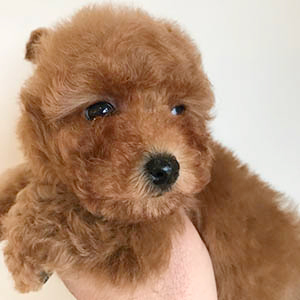 ふわふわレッドのこぐまプードルちゃんのご紹介です！ | NO.09918 4枚目