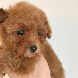 ふわふわレッドのこぐまプードルちゃんのご紹介です！ | NO.09918 5枚目