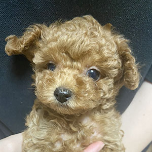 提携ブリーダーさんからのご紹介です。いつも元気なレッド君！ | NO.09938 1枚目