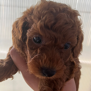 a*)様 トイプードル レッド トイプードル(レッド)の子犬を価格や特徴で探す|ペットショップ