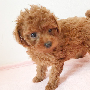 タイニープードルのレッドの女の子｜2025年9月18日生まれ｜No.10912｜画像1枚目