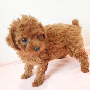 タイニープードルのレッドの女の子｜2025年9月18日生まれ｜No.10912｜画像2枚目