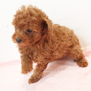 タイニープードルのレッドの女の子｜2025年9月18日生まれ｜No.10912｜画像3枚目