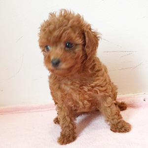 タイニープードルのレッドの女の子｜2025年9月18日生まれ｜No.10912｜画像4枚目