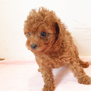 タイニープードルのレッドの女の子｜2025年9月18日生まれ｜No.10912｜画像5枚目