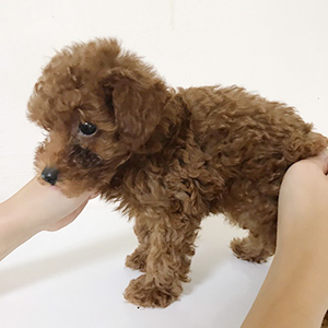 トイプードルのレッドの男の子｜2025年9月1日生まれ｜No.10927｜画像0枚目