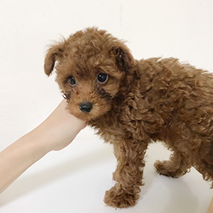 トイプードルのレッドの男の子｜2025年9月1日生まれ｜No.10927｜画像1枚目