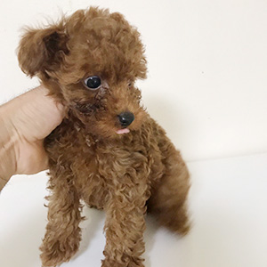 トイプードルのレッドの男の子｜2025年9月1日生まれ｜No.10927｜画像2枚目