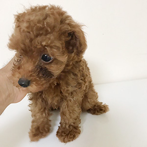 トイプードルのレッドの男の子｜2025年9月1日生まれ｜No.10927｜画像3枚目