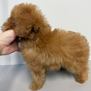 トイプードルのレッドの男の子|2025年9月9日生まれ|No.10939|画像0枚目