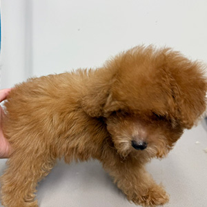 トイプードルのレッドの男の子|2025年9月9日生まれ|No.10939|画像1枚目