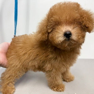 トイプードルのレッドの男の子|2025年9月9日生まれ|No.10939|画像2枚目