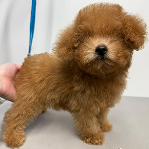 トイプードルのレッドの男の子｜2025年9月9日生まれ｜No.10939｜画像3枚目