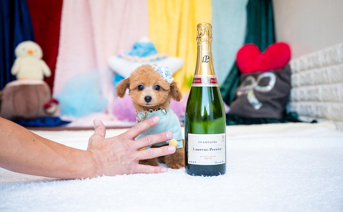 タイニープードルのレッドの男の子|2025年9月3日生まれ|No.10931|画像2枚目