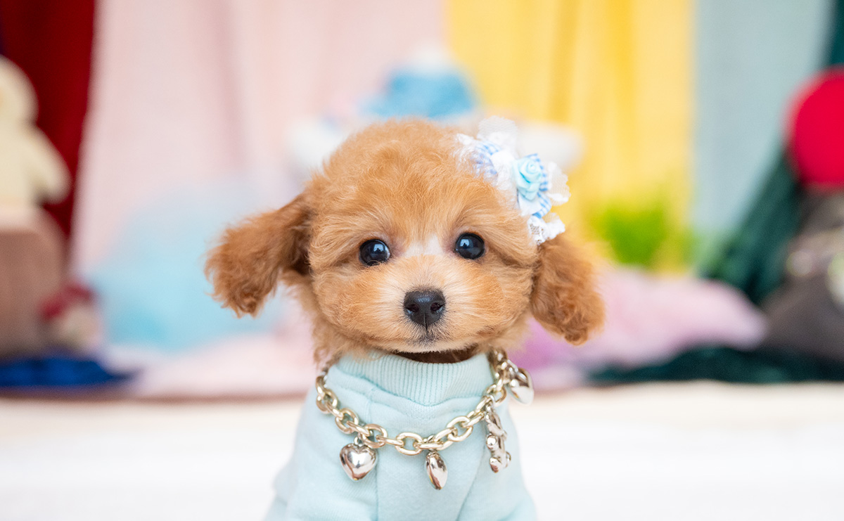 タイニープードルのレッドの男の子|2025年9月3日生まれ|No.10931|画像0枚目