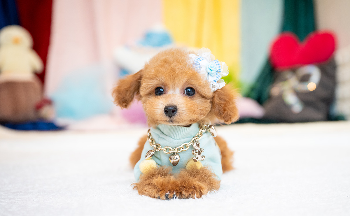 タイニープードルのレッドの男の子|2025年9月3日生まれ|No.10931|画像3枚目