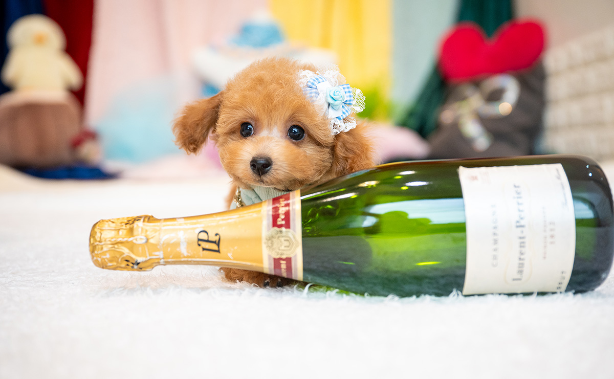 タイニープードルのレッドの男の子|2025年9月3日生まれ|No.10931|画像4枚目