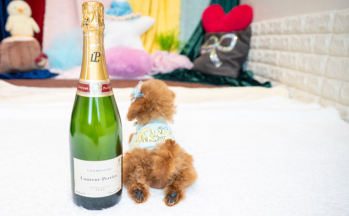 タイニープードルのレッドの男の子|2025年9月3日生まれ|No.10931|画像5枚目