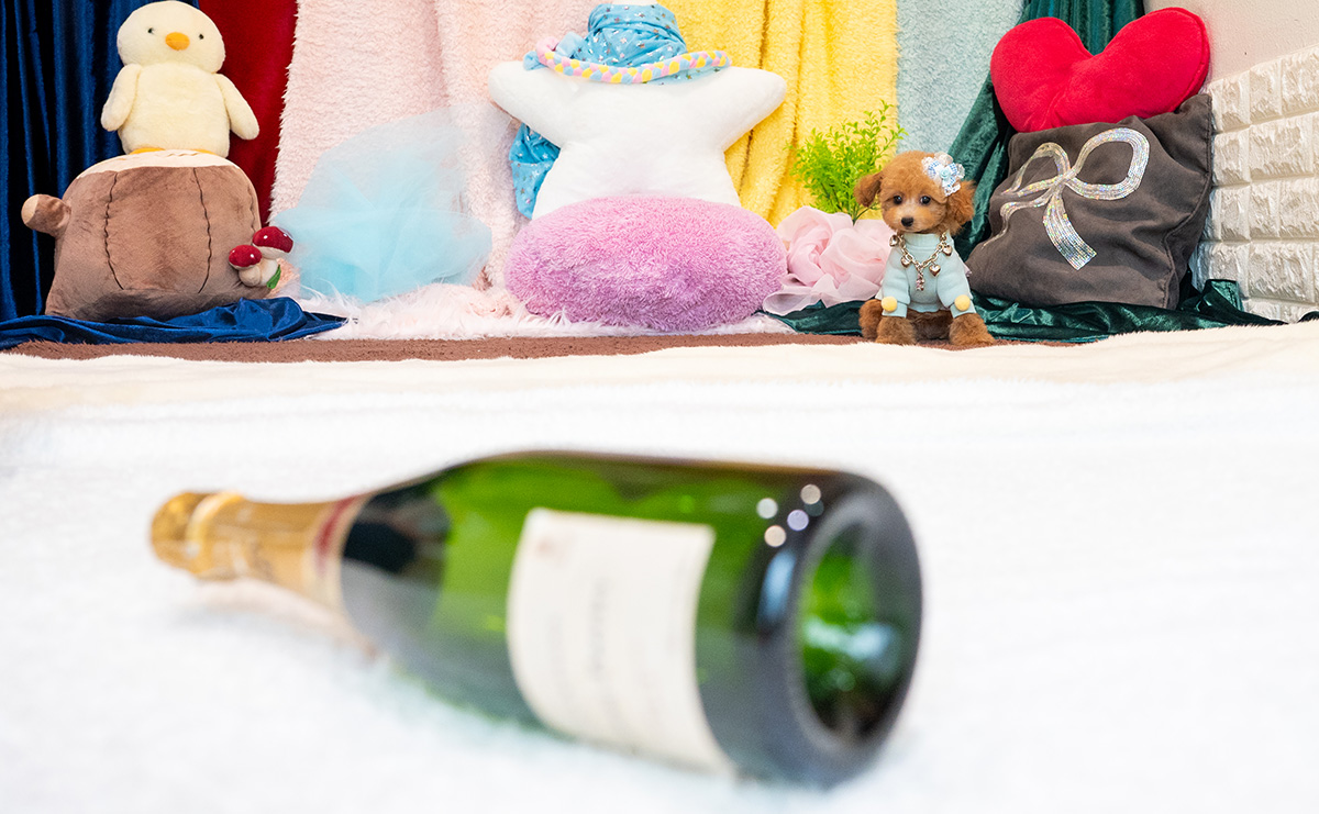 タイニープードルのレッドの男の子|2025年9月3日生まれ|No.10931|画像6枚目