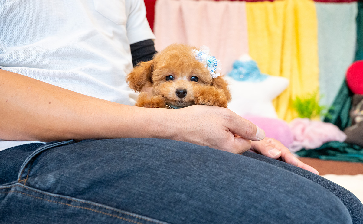 タイニープードルのレッドの男の子|2025年9月3日生まれ|No.10931|画像7枚目