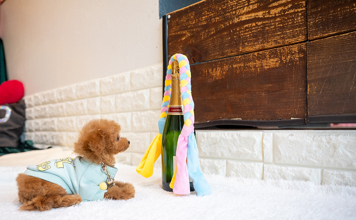 タイニープードルのレッドの男の子｜2025年9月3日生まれ｜No.10931｜画像8枚目