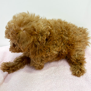 タイニープードルのレッドの女の子|2025年9月1日生まれ|No.10934|画像0枚目