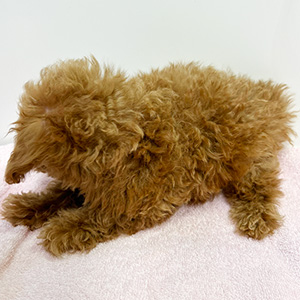 タイニープードルのレッドの女の子|2025年9月1日生まれ|No.10934|画像1枚目