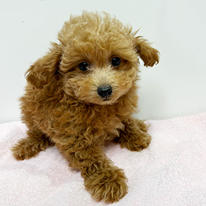 タイニープードルのレッドの女の子|2025年9月1日生まれ|No.10934|画像3枚目