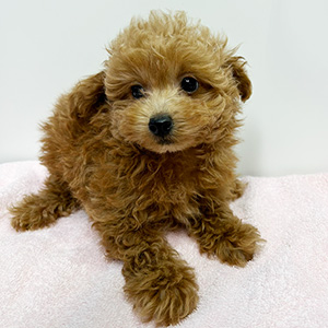 タイニープードルのレッドの女の子｜2025年9月1日生まれ｜No.10934｜画像4枚目