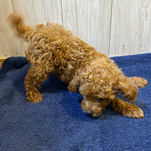 タイニープードルのレッドの女の子|2025年9月7日生まれ|No.10935|画像0枚目