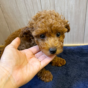 タイニープードルのレッドの女の子|2025年9月7日生まれ|No.10935|画像1枚目