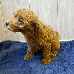 タイニープードルのレッドの女の子|2025年9月7日生まれ|No.10935|画像4枚目