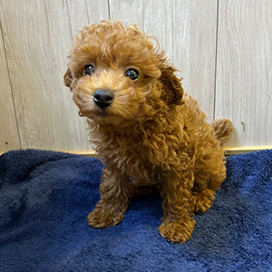 タイニープードルのレッドの女の子｜2025年9月7日生まれ｜No.10935｜画像5枚目