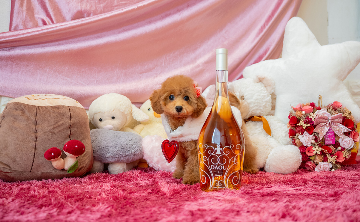 タイニープードルのレッドの女の子|2025年7月28日生まれ|No.10936|画像1枚目