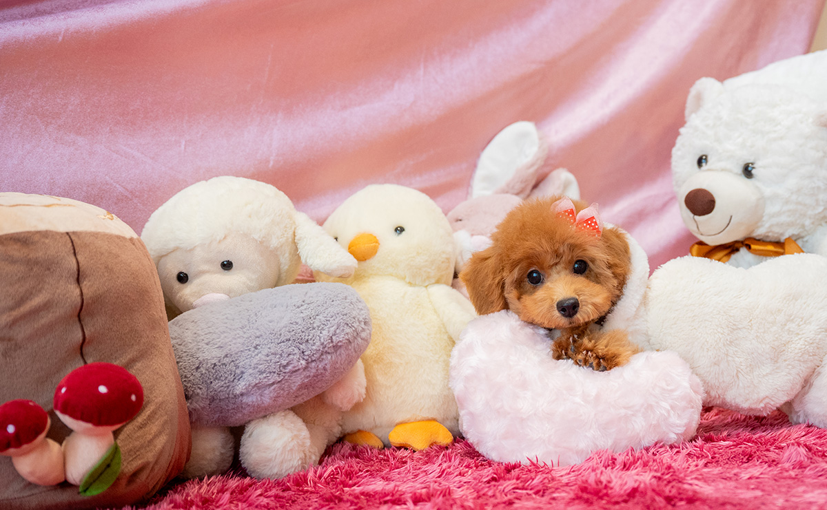 タイニープードルのレッドの女の子|2025年7月28日生まれ|No.10936|画像2枚目