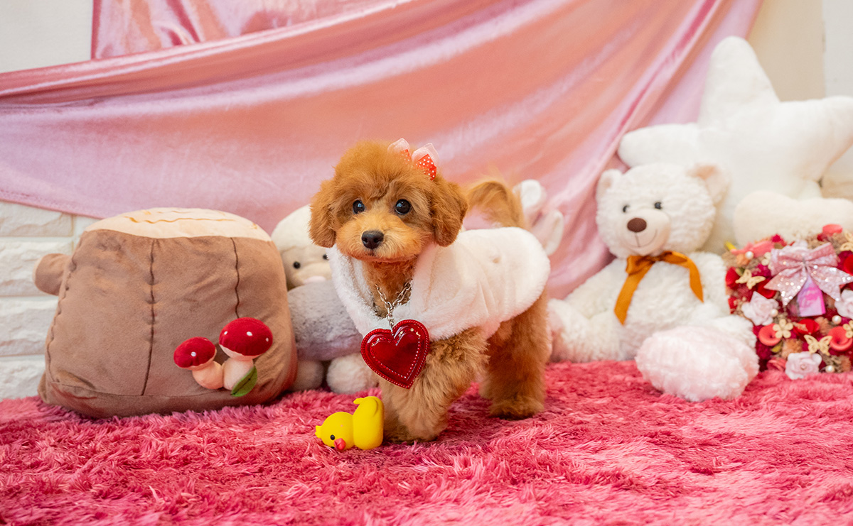 タイニープードルのレッドの女の子|2025年7月28日生まれ|No.10936|画像4枚目