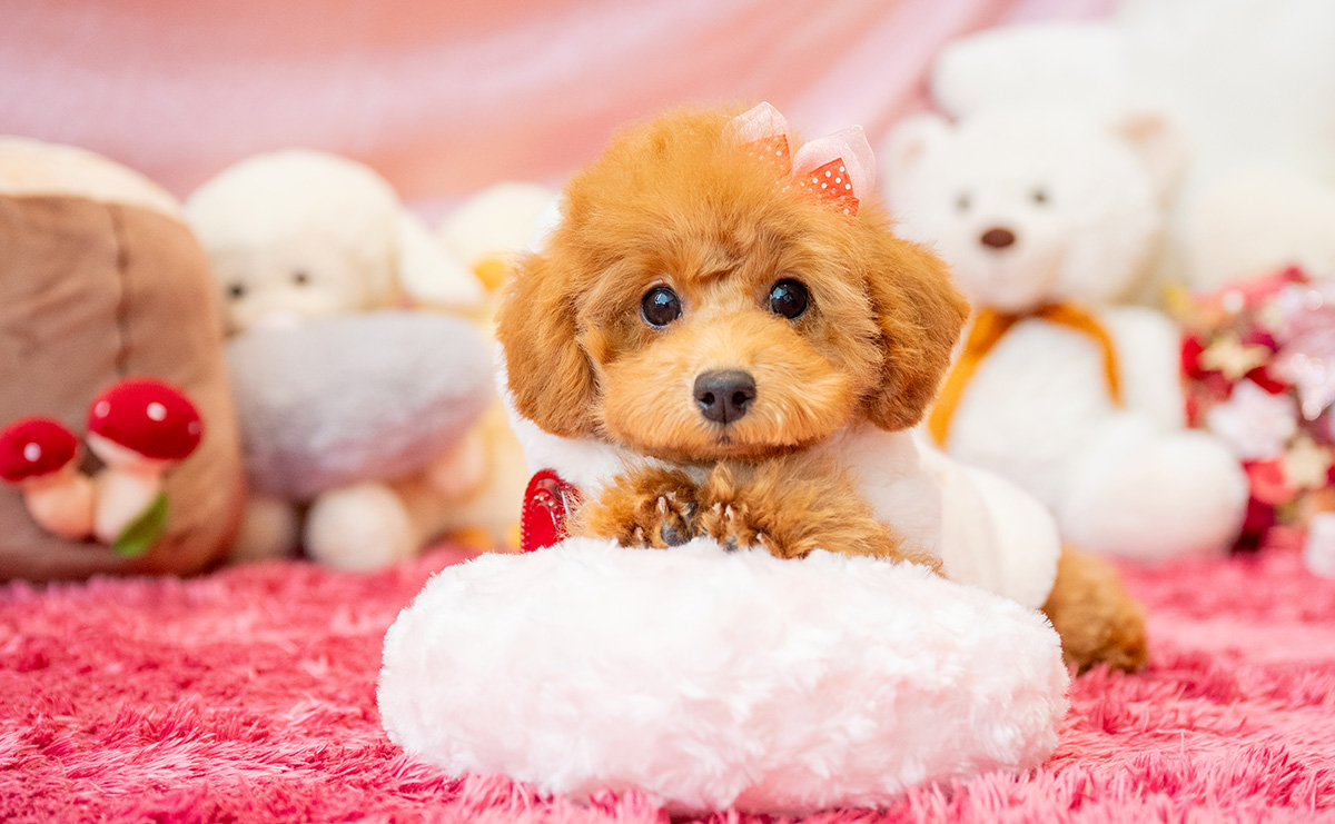 タイニープードルのレッドの女の子｜2025年7月28日生まれ｜No.10936｜画像5枚目